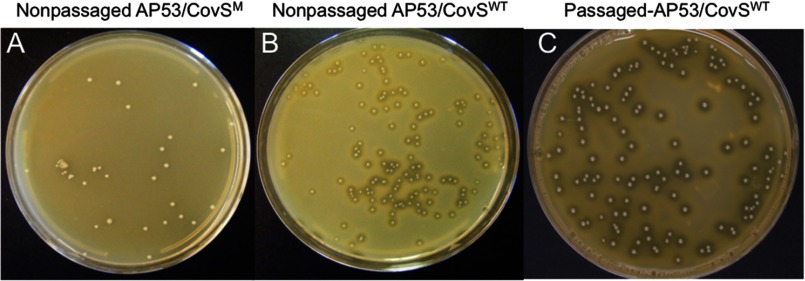 FIGURE 6.