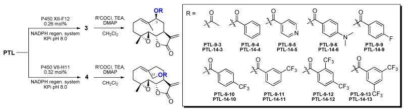 Scheme 2