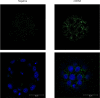 Figure 4—figure supplement 3.