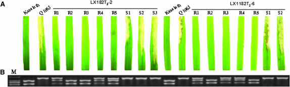 Figure 3.—