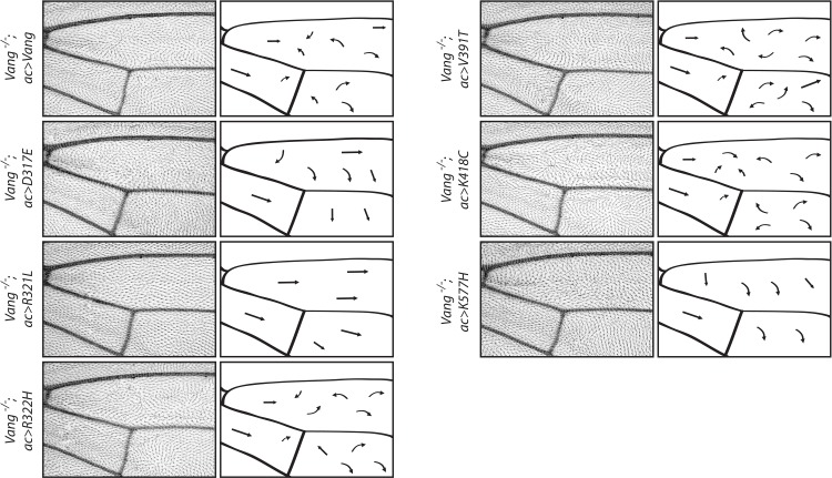 Figure 4—figure supplement 1.