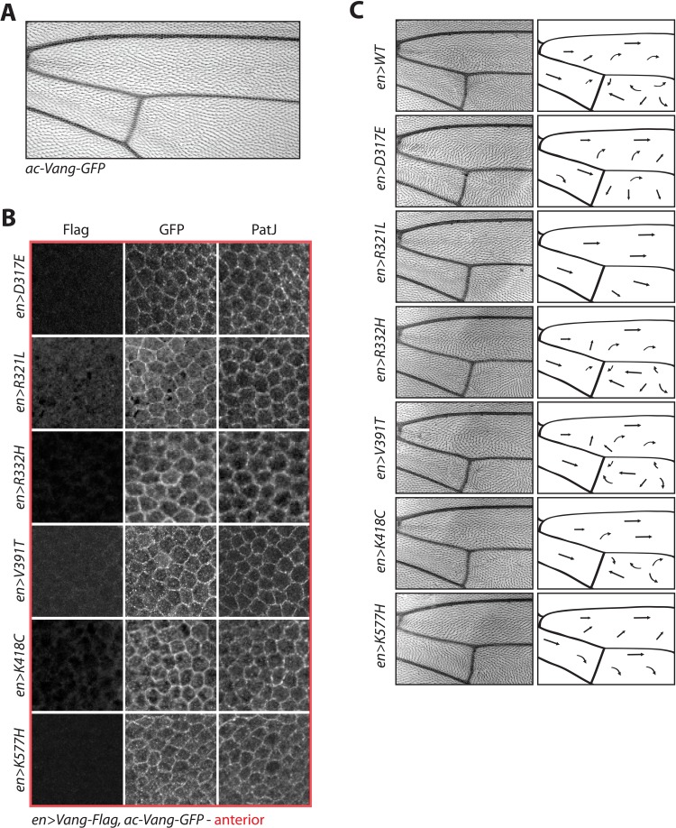 Figure 3—figure supplement 1.