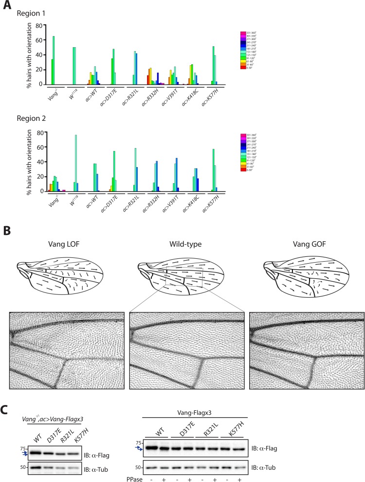 Figure 2—figure supplement 1.