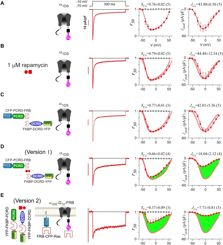 Figure 5—figure supplement 2.