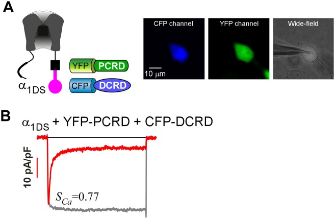 Figure 3—figure supplement 1.