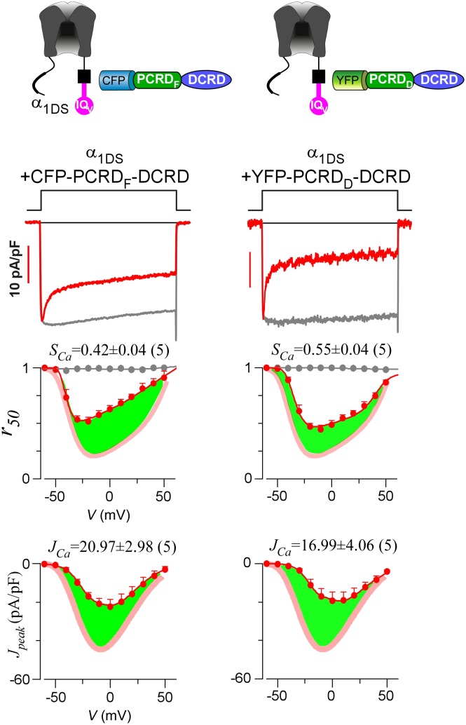 Figure 4—figure supplement 1.