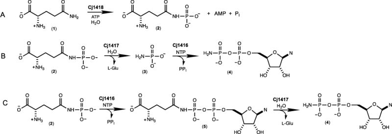 Scheme 2