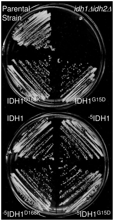 FIGURE 6