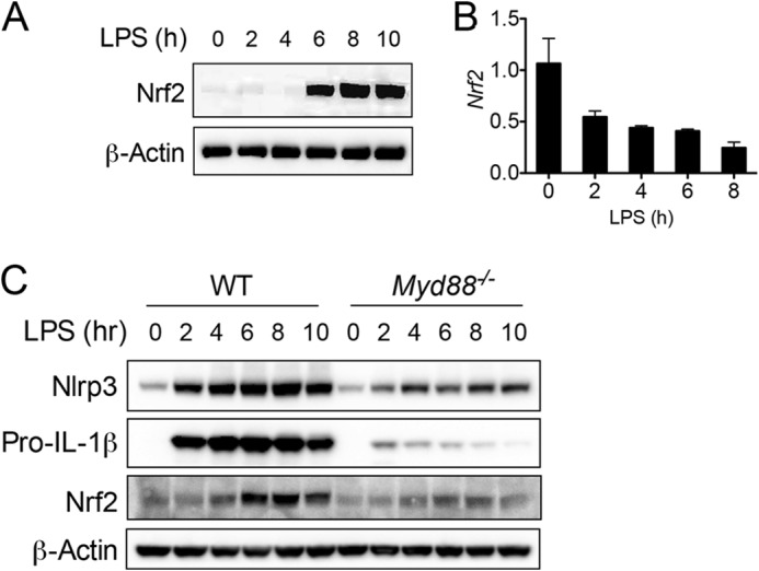 FIGURE 1.