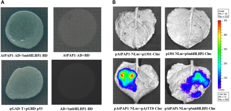 FIGURE 4