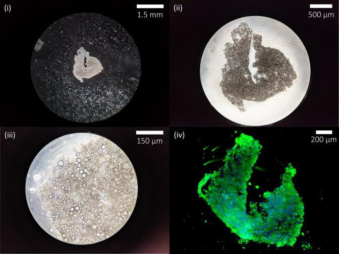 Figure 3—figure supplement 2.