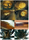 Figure 12