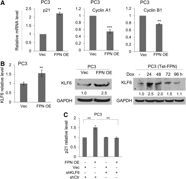 FIG. 7.