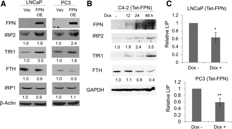 FIG. 1.