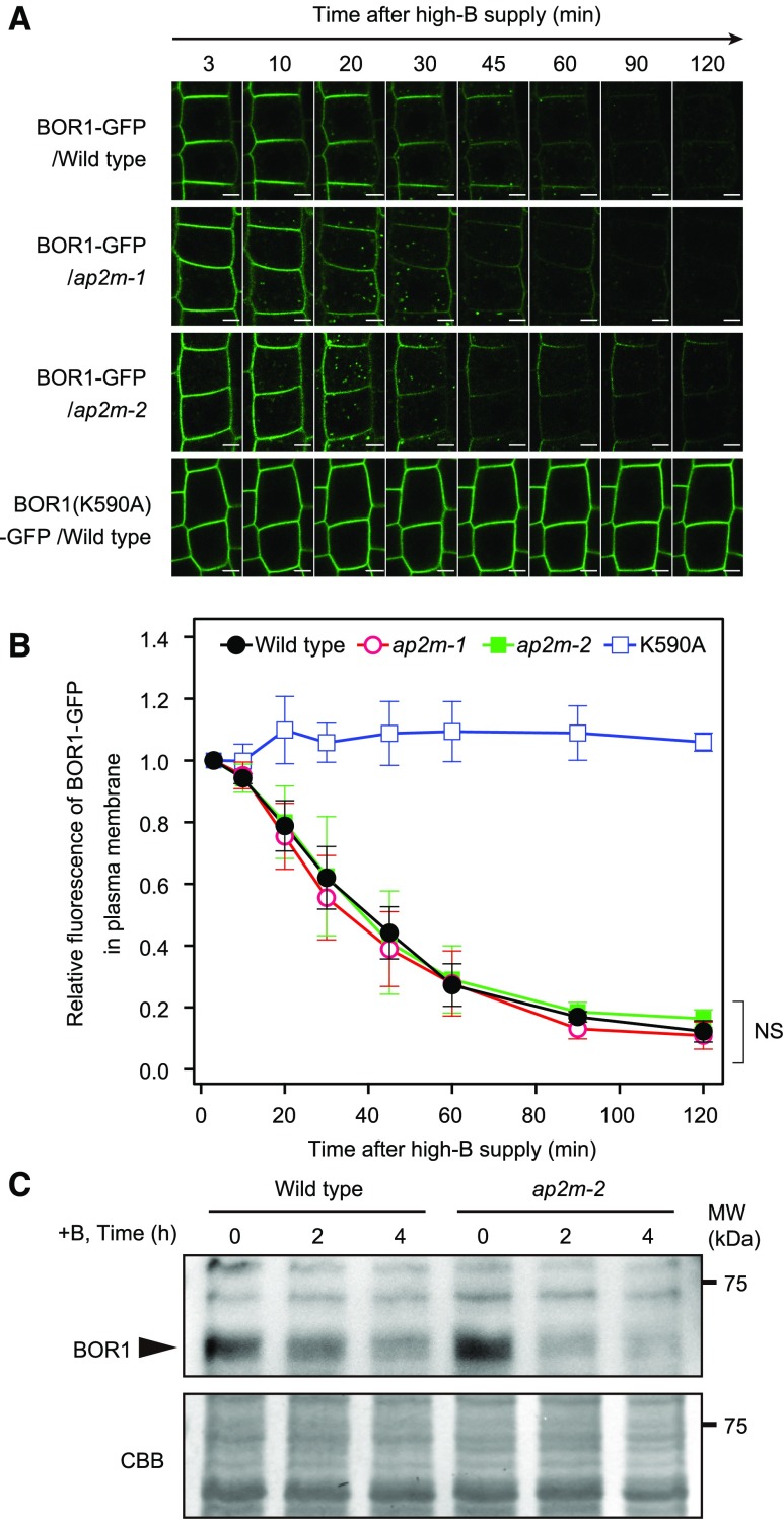 Figure 5.