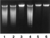 FIG. 5