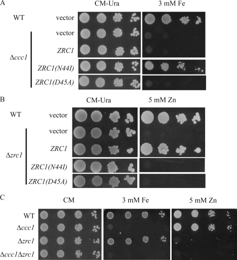 FIGURE 3.