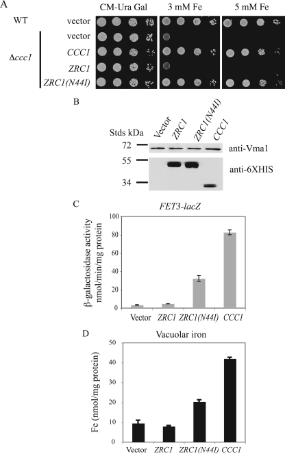 FIGURE 5.