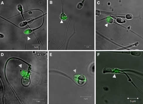 Fig. 2