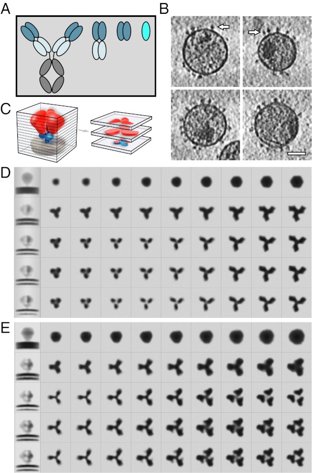 Fig. 1.