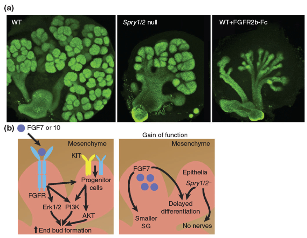 FIGURE 2 |