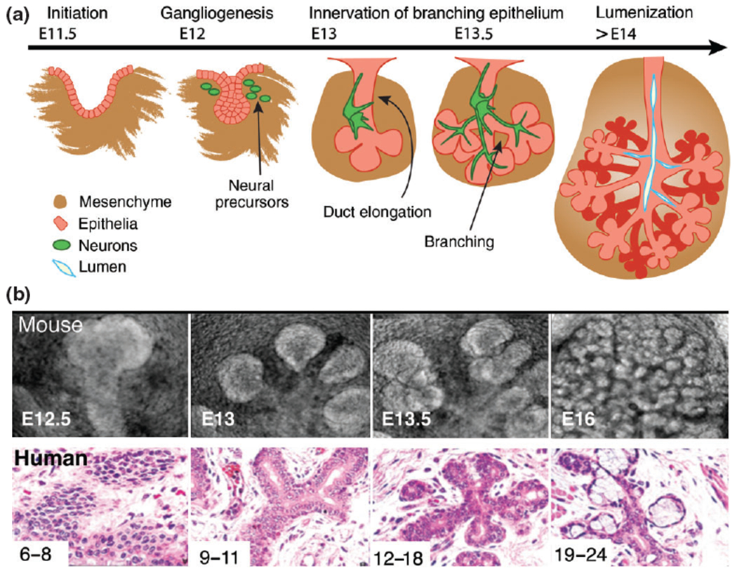 FIGURE 1 |