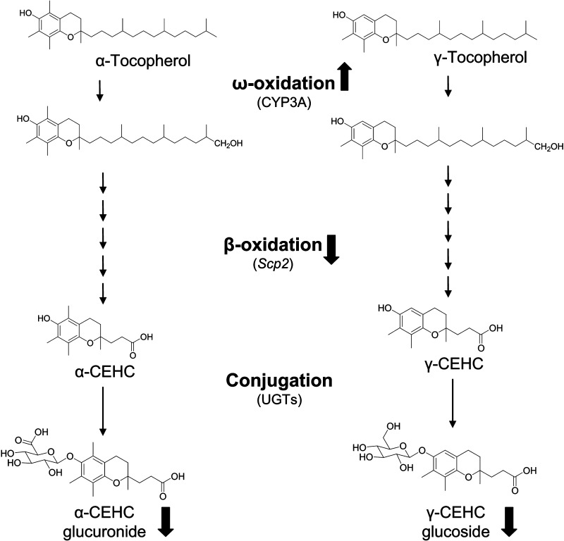 Fig. 8.