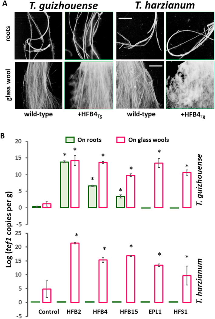 Fig. 7