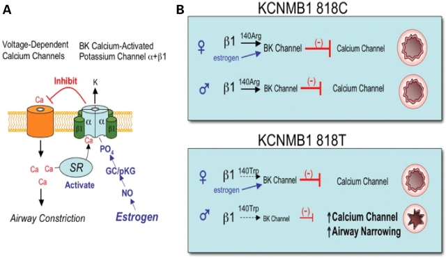 Figure 5.