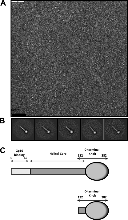 FIGURE 1.