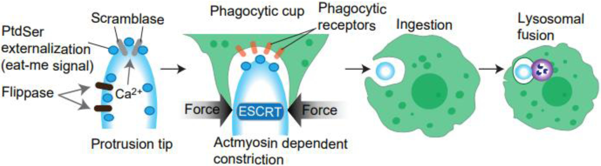 Figure 4.