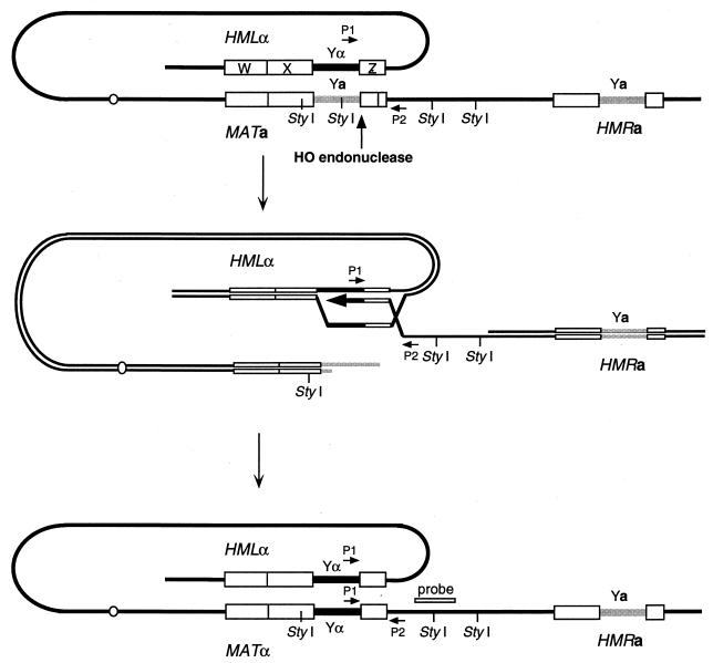 FIG. 5