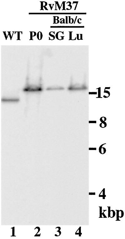 FIG. 7