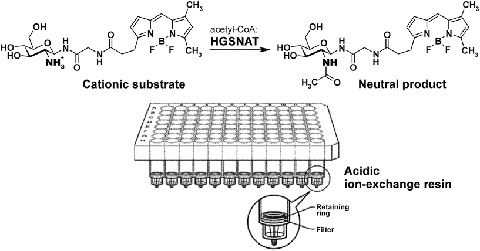 Scheme 2