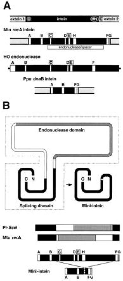 Genetic definition of a protein-splicing domain: Functional mini ...