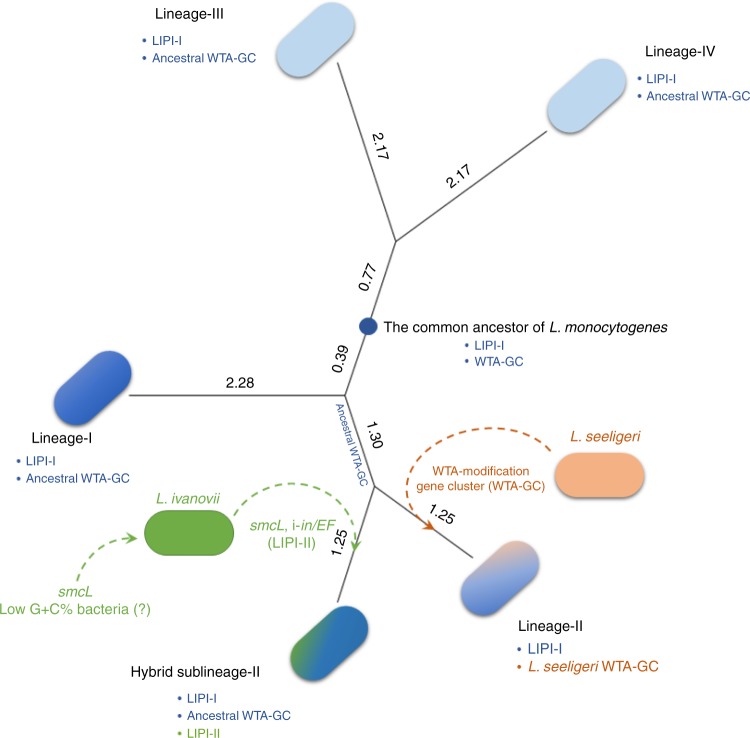 Fig. 8