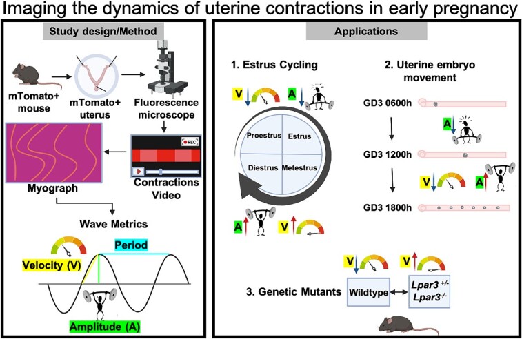 Graphical Abstract