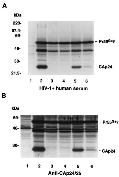 FIG. 5
