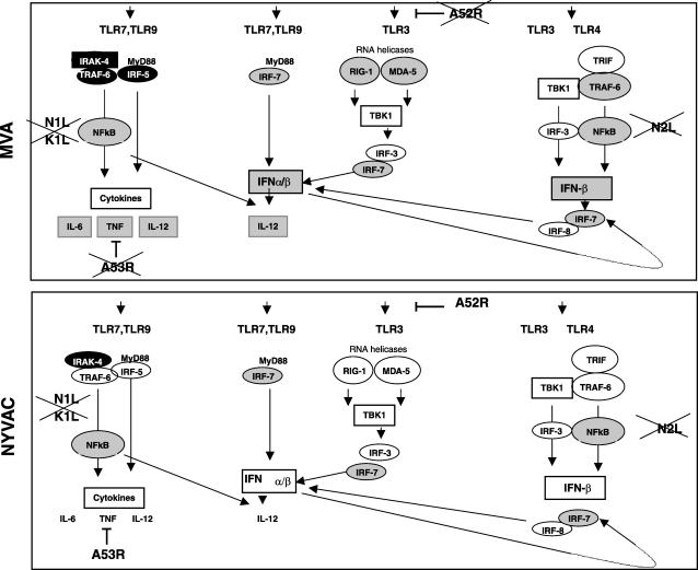 FIG. 6.