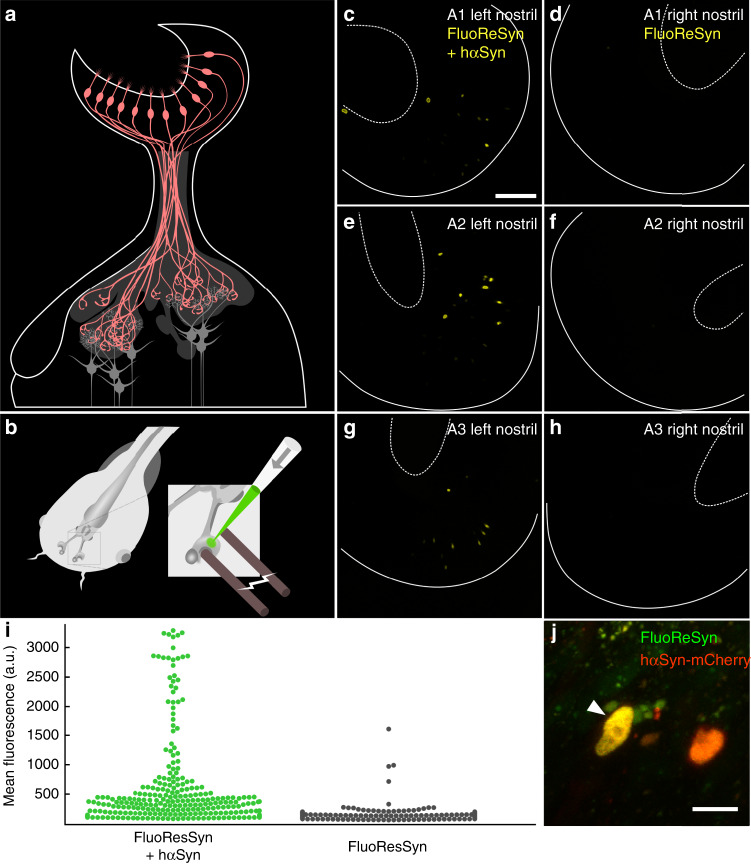 Fig. 3