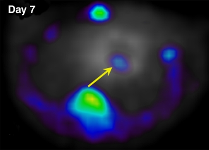 Figure 1a: