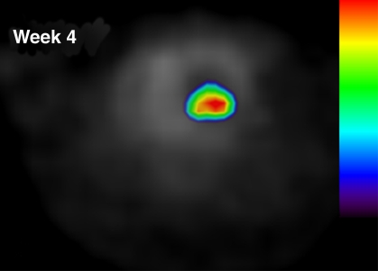 Figure 1b: