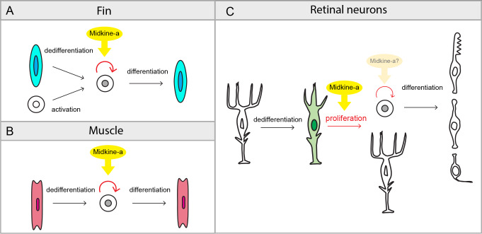 Fig 7