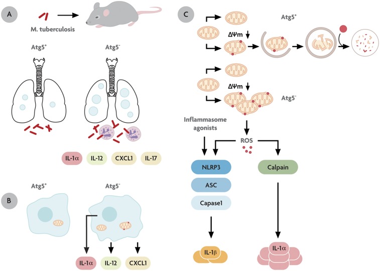 Fig. P1.