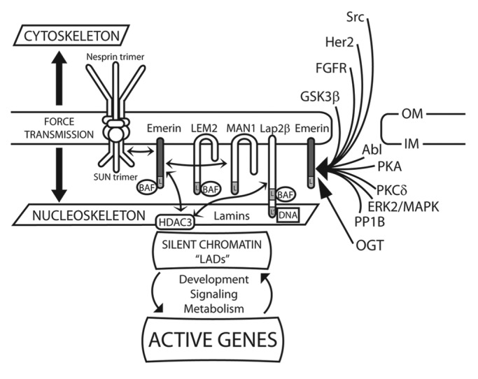 graphic file with name nucl-4-298-g2.jpg