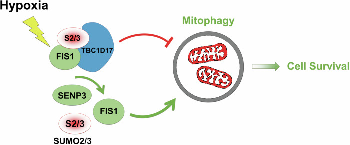 Fig. 10