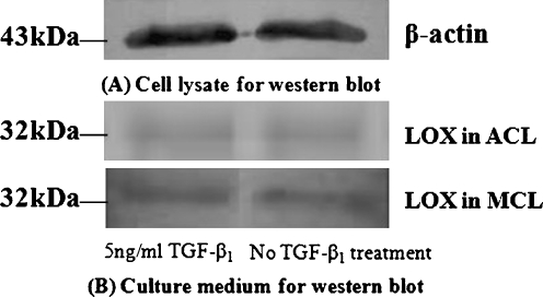 Fig. 5