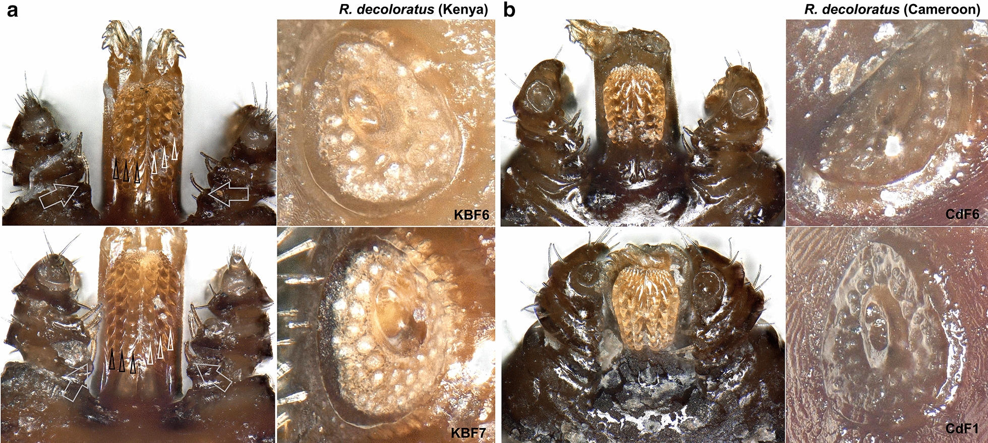 Fig. 4