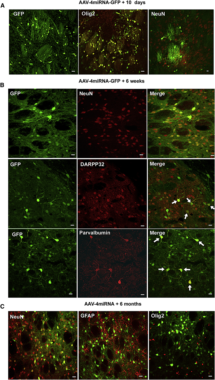 Figure 2