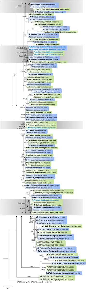 FIGURE 1